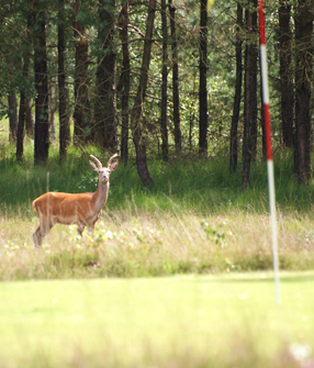 http://www.ullerberg.nl/wp/wp-content/uploads/2012/05/golf-met-hert.jpg